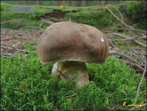 Klikni pro velký obrázek