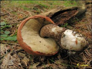 Klikni pro velký obrázek