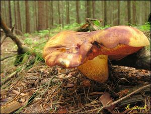 Klikni pro velký obrázek