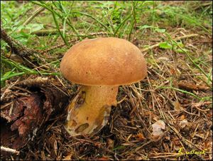 Klikni pro velký obrázek