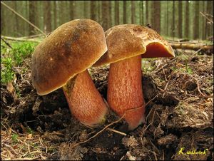 Klikni pro velký obrázek