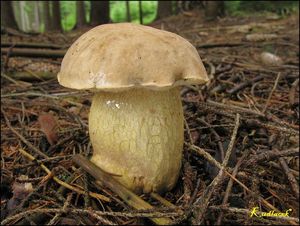 Klikni pro velký obrázek