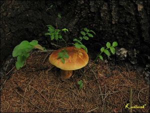 Klikni pro velký obrázek