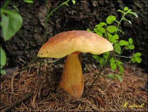 Klikni pro velký obrázek