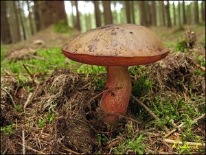 Klikni pro velký obrázek