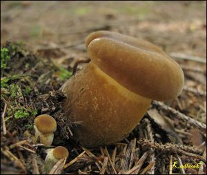 Klikni pro velký obrázek