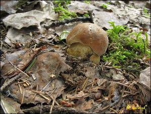 Klikni pro velký obrázek