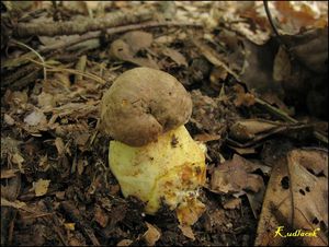 Klikni pro velký obrázek