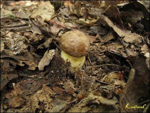 Klikni pro velký obrázek