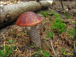 Klikni pro velký obrázek