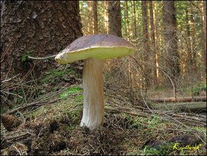 Klikni pro velký obrázek