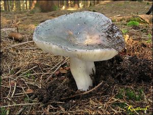 Klikni pro velký obrázek