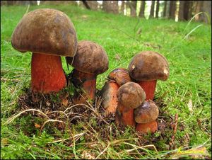 Klikni pro velký obrázek