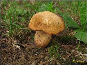 Klikni pro velký obrázek