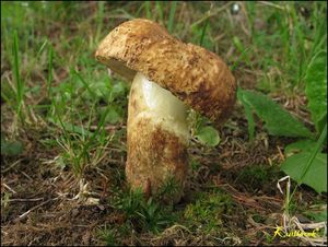 Klikni pro velký obrázek