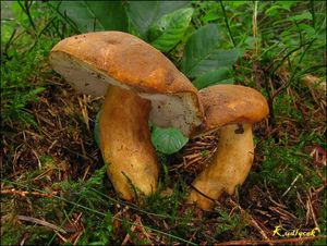 Klikni pro velký obrázek