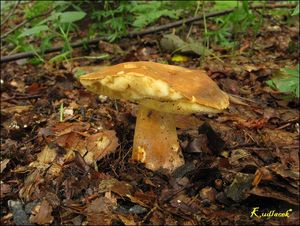 Klikni pro velký obrázek