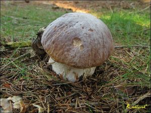 Klikni pro velký obrázek