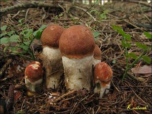 Klikni pro velký obrázek