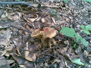 Klikni pro velký obrázek