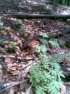 Klikni pro velký obrázek