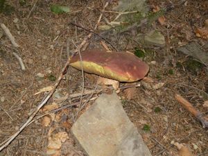 Klikni pro velký obrázek