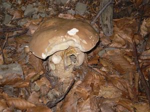 Klikni pro velký obrázek