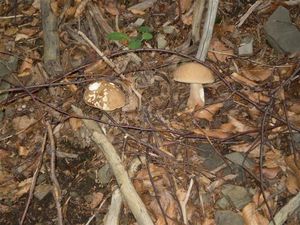 Klikni pro velký obrázek