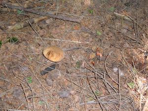 Klikni pro velký obrázek