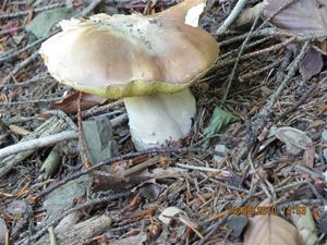 Klikni pro velký obrázek