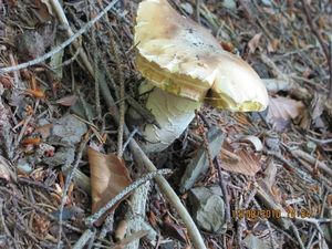 Klikni pro velký obrázek