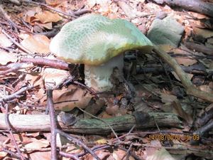 Klikni pro velký obrázek