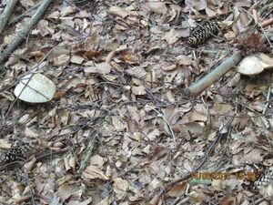 Klikni pro velký obrázek