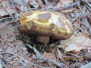 Klikni pro velký obrázek