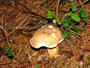 Klikni pro velký obrázek