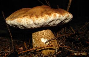 Klikni pro velký obrázek