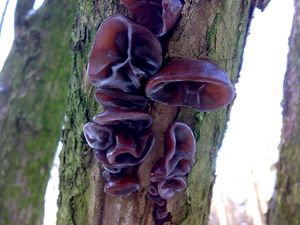 Klikni pro velký obrázek