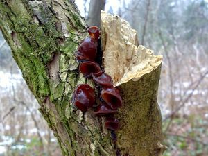 Klikni pro velký obrázek