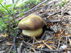 Klikni pro velký obrázek