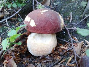 Klikni pro velký obrázek