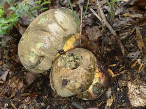 Klikni pro velký obrázek