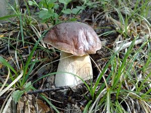 Klikni pro velký obrázek