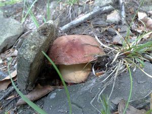 Klikni pro velký obrázek