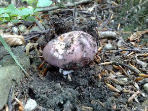 Klikni pro velký obrázek