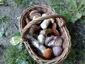 Klikni pro velký obrázek