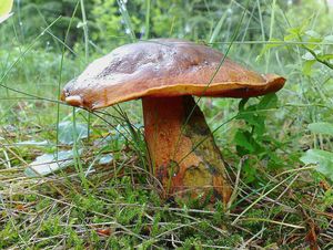 Klikni pro velký obrázek