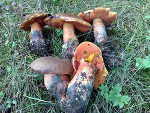 Klikni pro velký obrázek