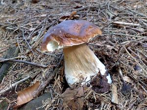 Klikni pro velký obrázek