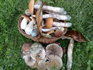 Klikni pro velký obrázek