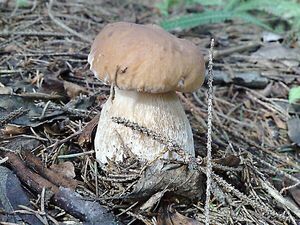 Klikni pro velký obrázek